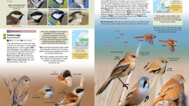 Novi Sad, 20.06.2023. - Drustvo za zastitu i proucavanje ptica Srbije (DZPPS) sa radoscu obavestava da je iz stampe upravo izasla knjiga "Ptice Srbije i Evrope - vodic za raspoznavanje", prvi sveobuhvatni vodic za raspoznavanje divljih ptica na srpskom jeziku koji ce javnosti biti predstavljen u Beogradu, 27. juna u Biblioteci grada Beograda, a potom, 29. juna i u Novom Sadu, na Prirodno-matematickom fakultetu. (BETAPHOTO/Drustvo za zastitu i proucavanje ptica Srbije)