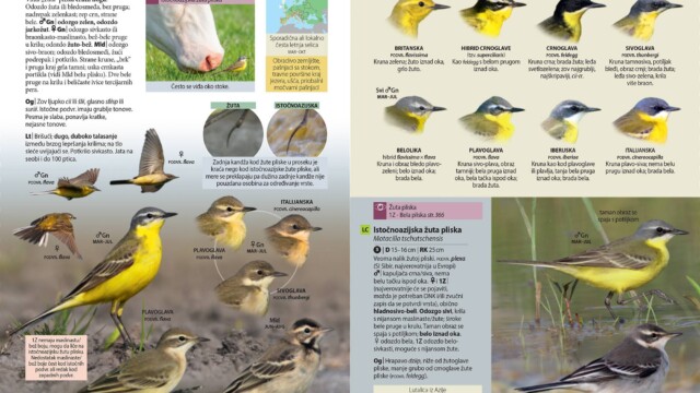 Novi Sad, 20.06.2023. - Drustvo za zastitu i proucavanje ptica Srbije (DZPPS) sa radoscu obavestava da je iz stampe upravo izasla knjiga "Ptice Srbije i Evrope - vodic za raspoznavanje", prvi sveobuhvatni vodic za raspoznavanje divljih ptica na srpskom jeziku koji ce javnosti biti predstavljen u Beogradu, 27. juna u Biblioteci grada Beograda, a potom, 29. juna i u Novom Sadu, na Prirodno-matematickom fakultetu. (BETAPHOTO/Drustvo za zastitu i proucavanje ptica Srbije)