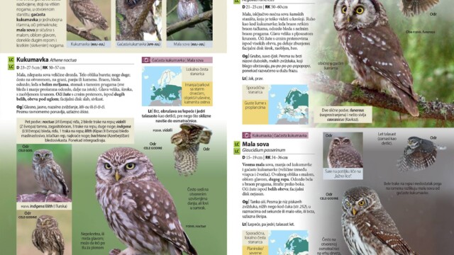 Novi Sad, 20.06.2023. - Drustvo za zastitu i proucavanje ptica Srbije (DZPPS) sa radoscu obavestava da je iz stampe upravo izasla knjiga "Ptice Srbije i Evrope - vodic za raspoznavanje", prvi sveobuhvatni vodic za raspoznavanje divljih ptica na srpskom jeziku koji ce javnosti biti predstavljen u Beogradu, 27. juna u Biblioteci grada Beograda, a potom, 29. juna i u Novom Sadu, na Prirodno-matematickom fakultetu. (BETAPHOTO/Drustvo za zastitu i proucavanje ptica Srbije)