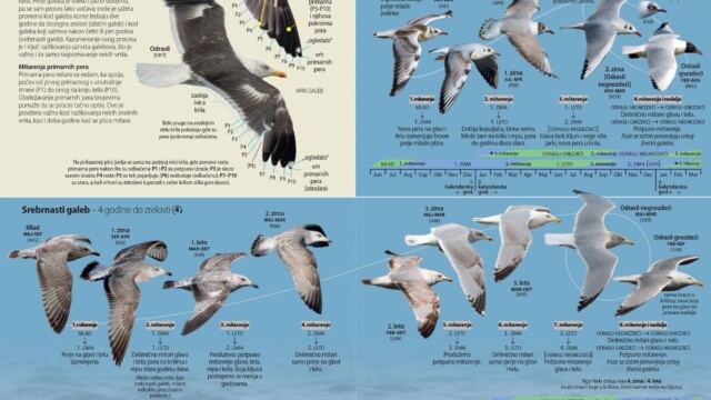 Novi Sad, 20.06.2023. - Drustvo za zastitu i proucavanje ptica Srbije (DZPPS) sa radoscu obavestava da je iz stampe upravo izasla knjiga "Ptice Srbije i Evrope - vodic za raspoznavanje", prvi sveobuhvatni vodic za raspoznavanje divljih ptica na srpskom jeziku koji ce javnosti biti predstavljen u Beogradu, 27. juna u Biblioteci grada Beograda, a potom, 29. juna i u Novom Sadu, na Prirodno-matematickom fakultetu. (BETAPHOTO/Drustvo za zastitu i proucavanje ptica Srbije)
