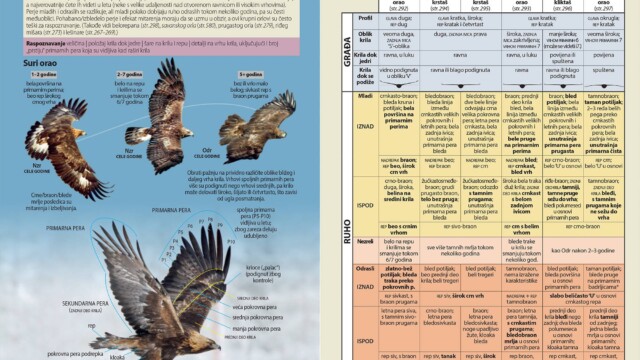 Novi Sad, 20.06.2023. - Drustvo za zastitu i proucavanje ptica Srbije (DZPPS) sa radoscu obavestava da je iz stampe upravo izasla knjiga "Ptice Srbije i Evrope - vodic za raspoznavanje", prvi sveobuhvatni vodic za raspoznavanje divljih ptica na srpskom jeziku koji ce javnosti biti predstavljen u Beogradu, 27. juna u Biblioteci grada Beograda, a potom, 29. juna i u Novom Sadu, na Prirodno-matematickom fakultetu. (BETAPHOTO/Drustvo za zastitu i proucavanje ptica Srbije)